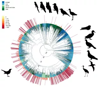 A gazda-parazita kapcsolatok és a fészek-típusok változása 5684 madárfaj filogenetikája alapján