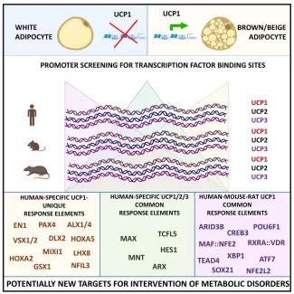 A cikk grafikus absztraktja.