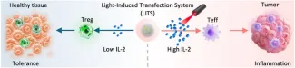 Tudományos ábra a Light-Induced Transfection System (LITS) működéséről.